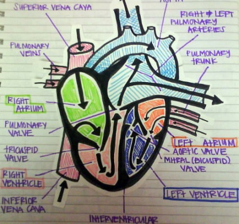 anatomy of the heart & pattern of blood flow through it